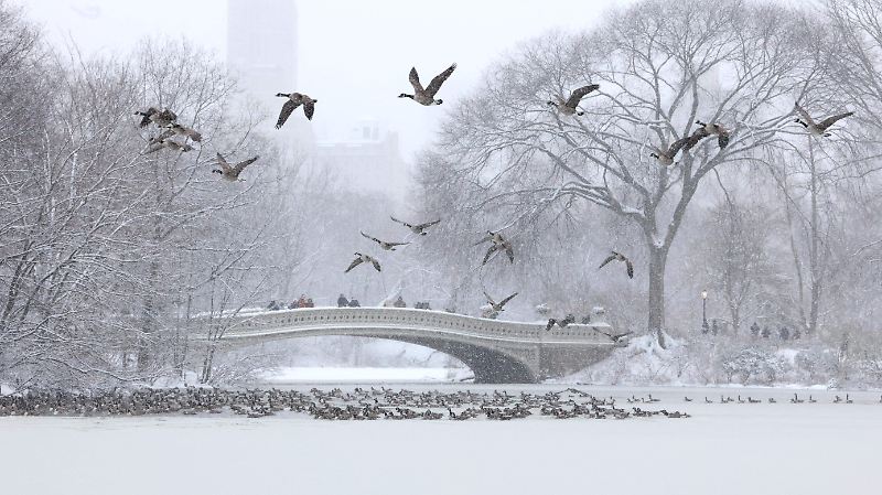 Tormenta Invernal En Nueva York
